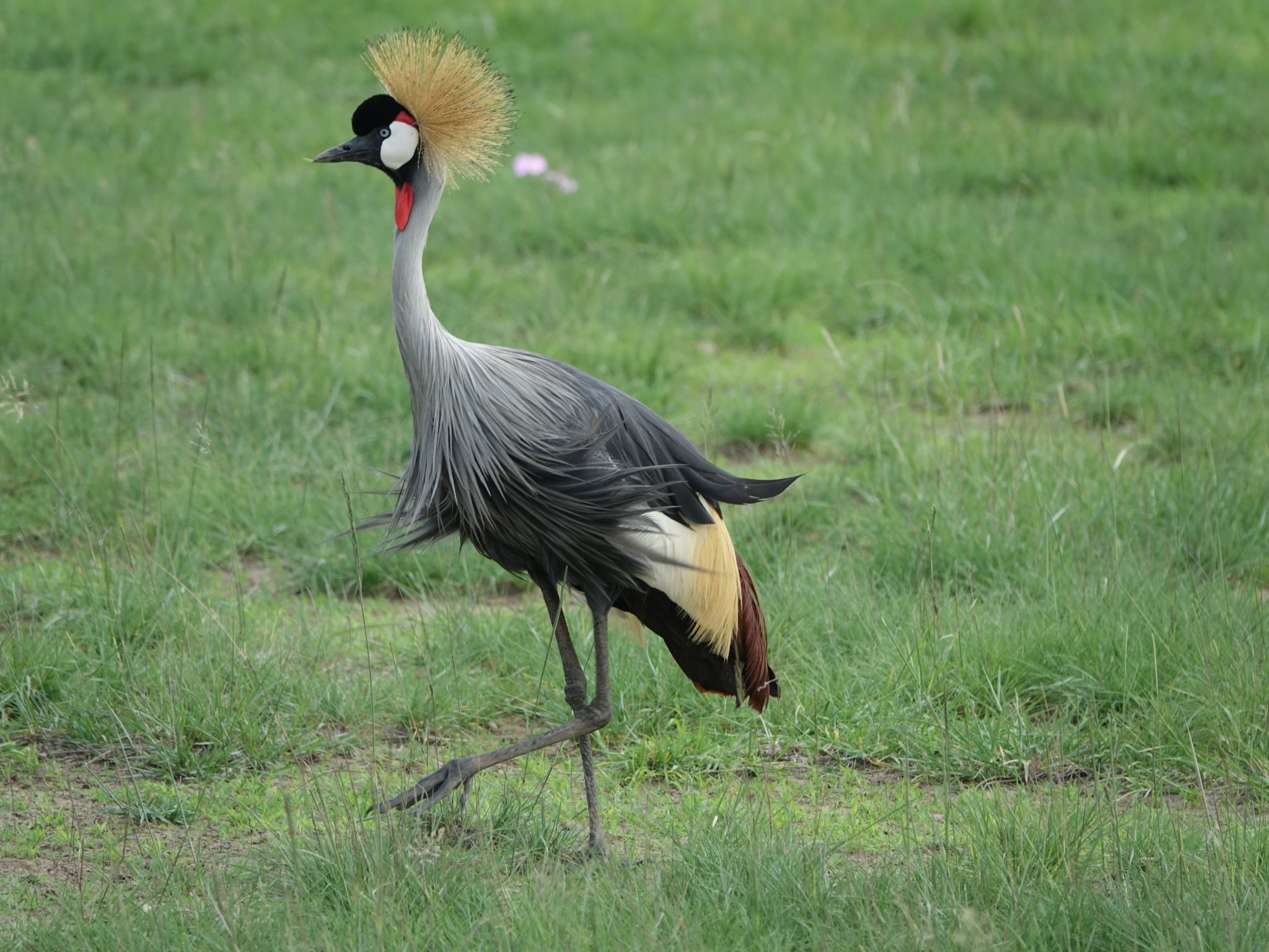 Kenya safari wildlife
